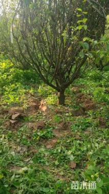 10公分丛生红梅