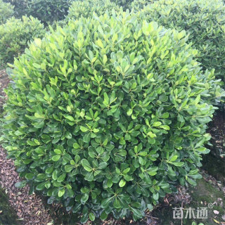 冠幅60厘米海桐球