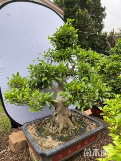 10公分造型小叶榕