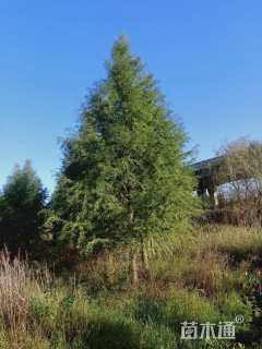 17公分墨西哥落羽杉