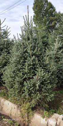 高度300厘米云杉