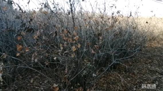 高度5000厘米云杉