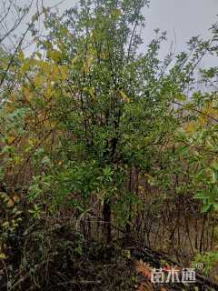 12公分椤木石楠