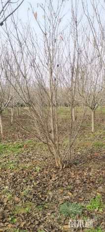 12公分染井吉野樱