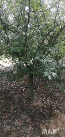 10公分垂丝海棠