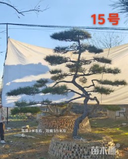 22公分造型油松