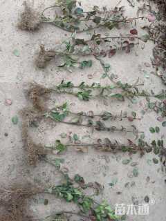 高度40厘米卫矛