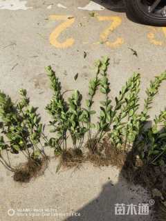 高度40厘米大叶黄杨