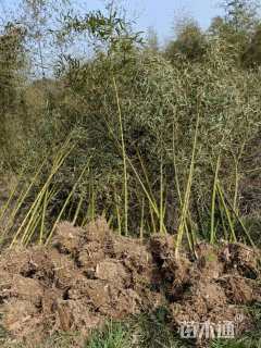 地栽苗雷竹