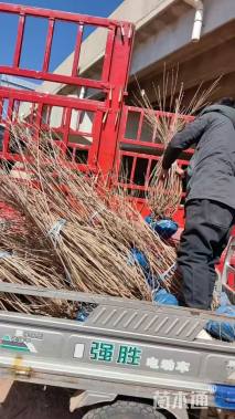 高度400厘米丛生暴马丁香