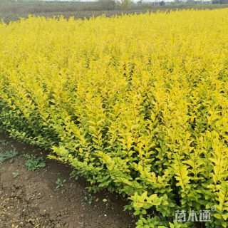 高度60厘米金叶女贞