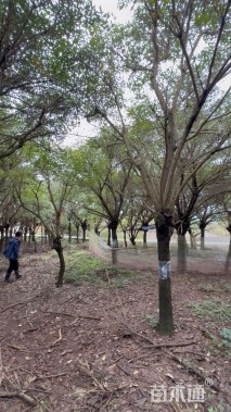 20公分鸡冠刺桐