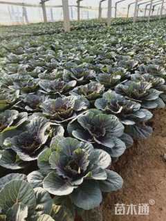 高度20厘米羽衣甘蓝