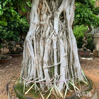 100公分造型小叶榕