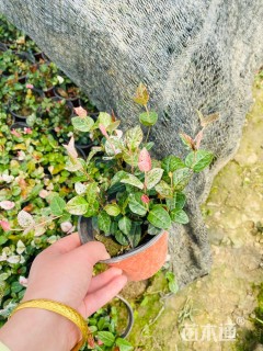 30厘米花叶络石