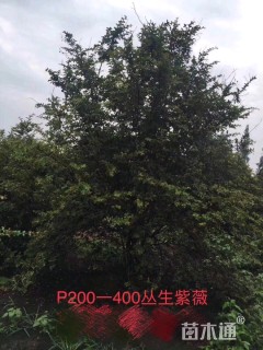 高度400厘米丛生紫薇