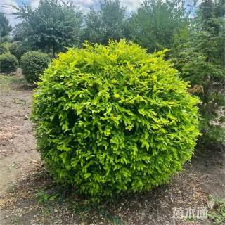 冠幅200厘米金叶女贞球