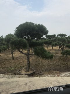 高度300厘米黑松