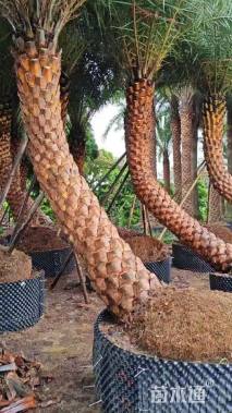 裸干高300厘米海枣