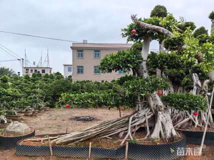 30公分造型小叶榕