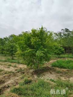 高度4500厘米丛生元宝枫