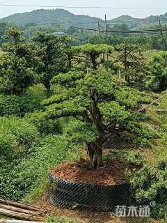 容器苗造型罗汉松