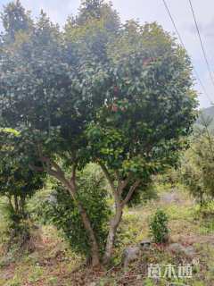 高度1000厘米茶花