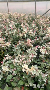 20厘米花叶络石