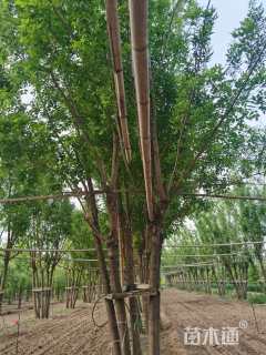 高度900厘米丛生白蜡