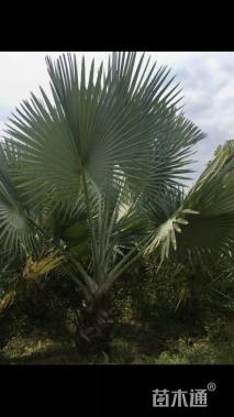 裸干高100厘米霸王葵