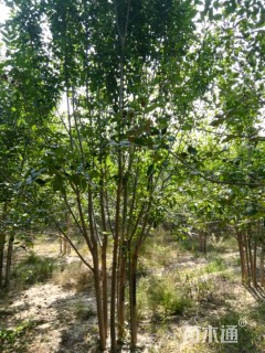 高度550厘米丛生白蜡