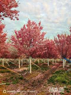 高度600厘米阳光樱
