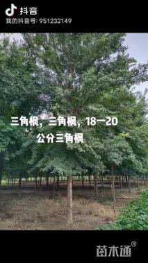 18公分三角枫