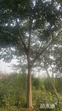20公分朴树