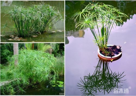 高度40厘米旱伞草