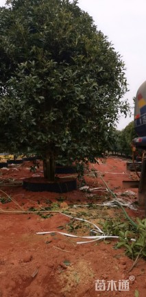 高度5厘米丛生桂花