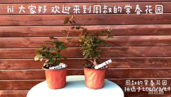 高度250厘米月季