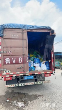 高度30厘米兰花