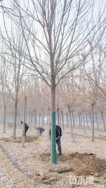 18公分速生白蜡