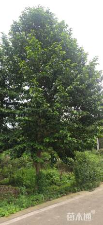 15公分乐昌含笑