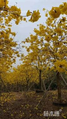10公分黄花风铃木
