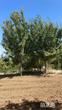 18公分日本晚樱