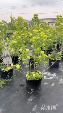 高度30厘米木绣球