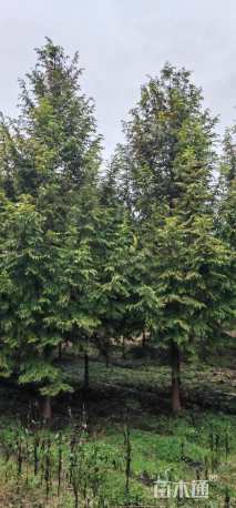 12公分金叶水杉