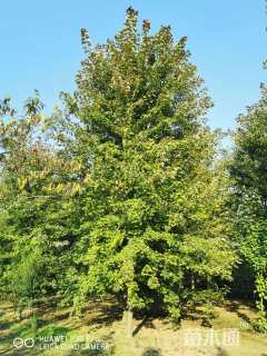 20公分北美红枫