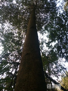 100公分金丝楠木