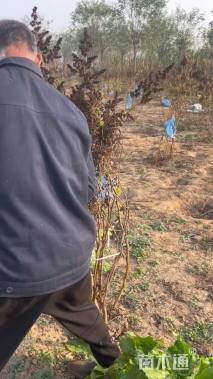 高度60厘米珍珠梅