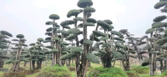 30公分造型榆树