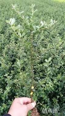 高度45厘米火棘