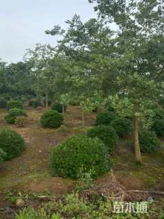 冠幅150厘米海桐球